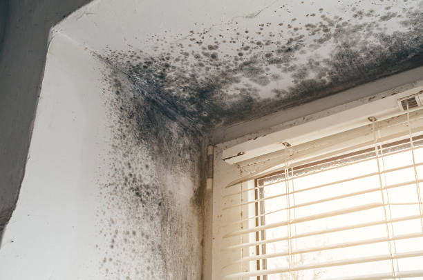 Affordable Hvac And Air Duct Mold Remediation solutions in Salix, PA